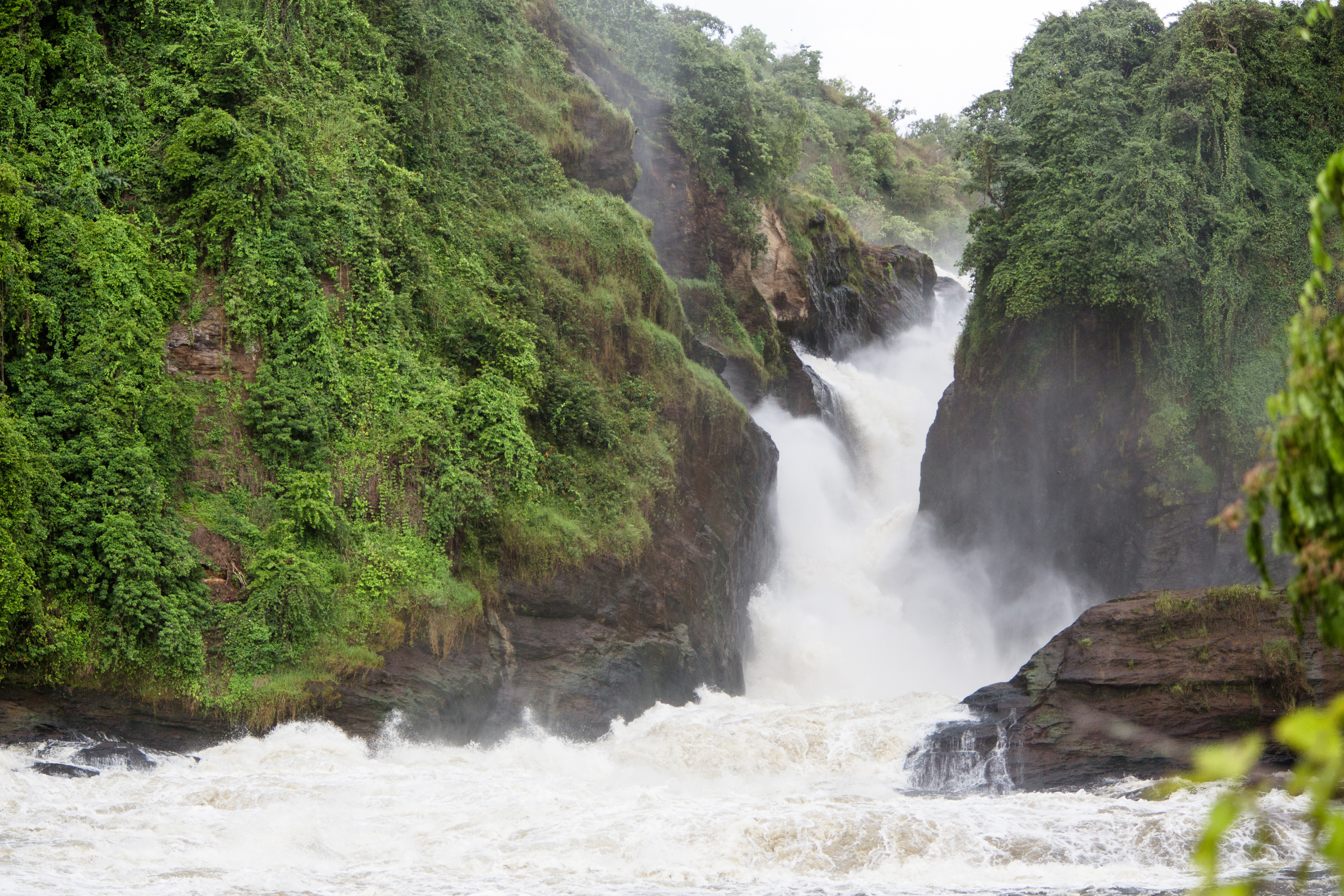 kalinzu central forest reserve (4).webp